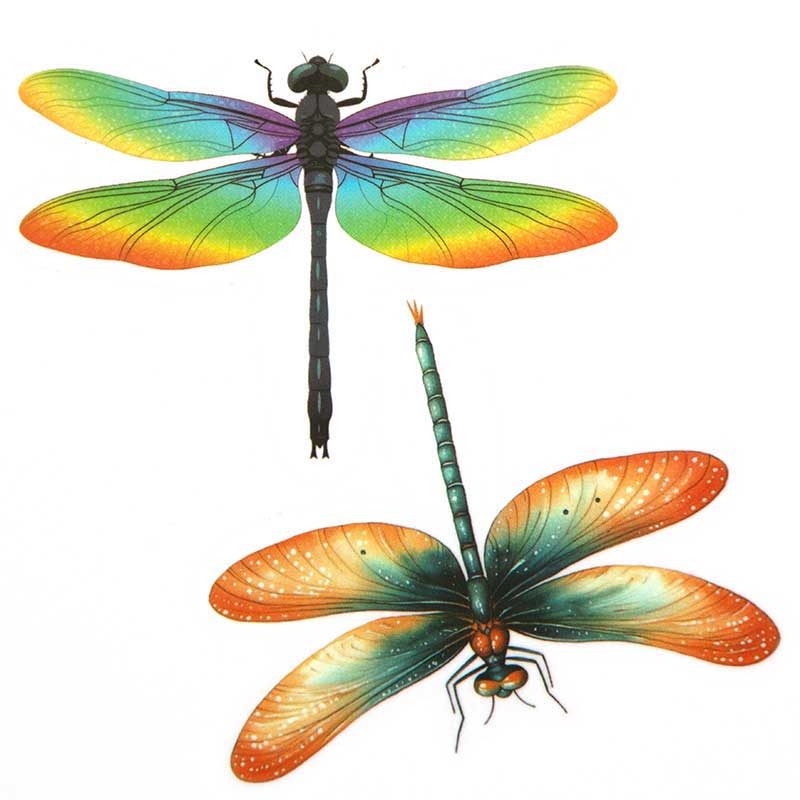 DF-3-1 DF16 Dragonfly Decal